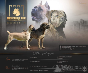 Photo №1. cane corso - for sale in the city of Москва | negotiated | Announcement № 19620