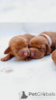 Photo №4. I will sell vizsla in the city of Minsk.  - price - 1059$