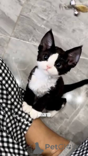 Photo №1. devon rex - for sale in the city of Krakow | 516$ | Announcement № 173294
