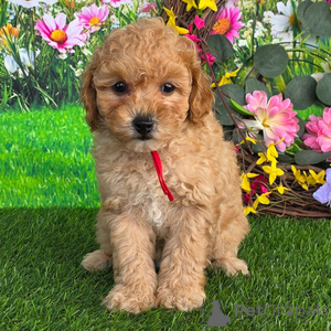 Photo №1. poodle (royal) - for sale in the city of Achaern | 329$ | Announcement № 151370