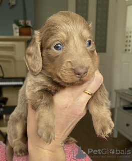 Photo №2 to announcement № 130888 for the sale of dachshund - buy in Germany private announcement