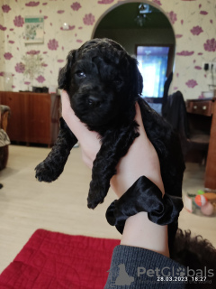 Photo №4. I will sell poodle (toy) in the city of Minsk. breeder - price - negotiated