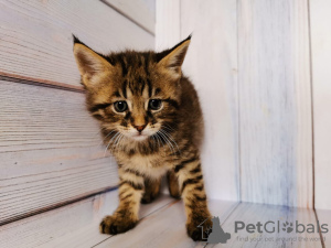 Photo №4. I will sell chausie in the city of Москва. from nursery, breeder - price - 1093$