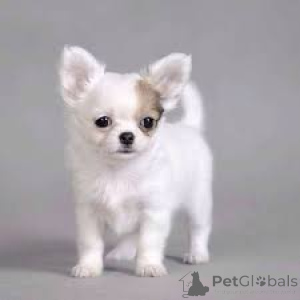 Photo №4. I will sell chihuahua in the city of Luxembourg. private announcement, breeder - price - 1032$