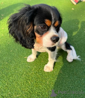 Photo №1. cavalier king charles spaniel - for sale in the city of Gallipoli | negotiated | Announcement № 155457