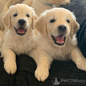 Additional photos: Top bloodline Golden Retriever Puppies for Sale