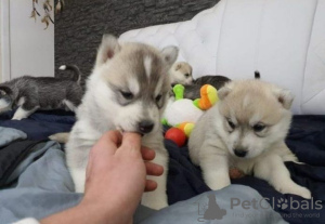 Photo №1. siberian husky - for sale in the city of Berlin | Is free | Announcement № 126751