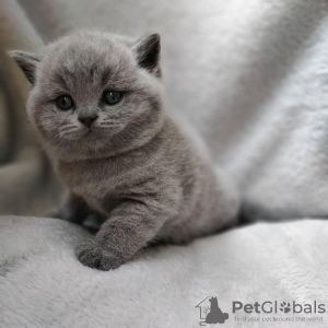 Photo №2 to announcement № 53186 for the sale of british shorthair - buy in United States private announcement