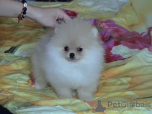 Photo №3. Pomeranian puppies. Russian Federation