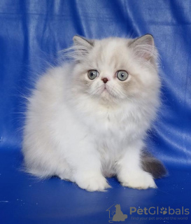 Photo №1. persian cat - for sale in the city of Berlin | Is free | Announcement № 96569