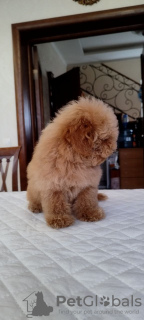 Photo №2 to announcement № 39423 for the sale of poodle (toy) - buy in Russian Federation private announcement