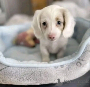 Photo №4. I will sell dachshund in the city of Helsinki. private announcement, from the shelter - price - 568$