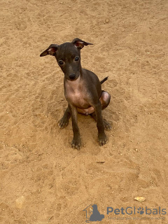 Photo №1. italian greyhound - for sale in the city of Fresno | 4500$ | Announcement № 24004