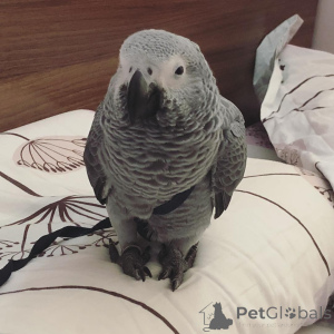 Photo №1. american bulldog, american bully, american cocker spaniel, american pit bull terrier, basset hound, beagle - for sale in the city of Bronxville | negotiated | Announcement № 145244