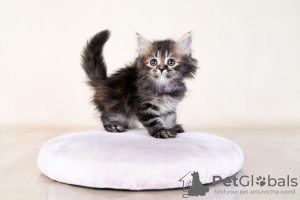 Photo №2 to announcement № 122037 for the sale of maine coon - buy in United States private announcement