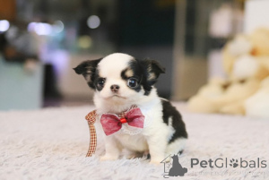 Photo №1. chihuahua - for sale in the city of Hampton | negotiated | Announcement № 168764