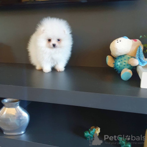 Photo №2 to announcement № 122720 for the sale of pomeranian - buy in Germany private announcement