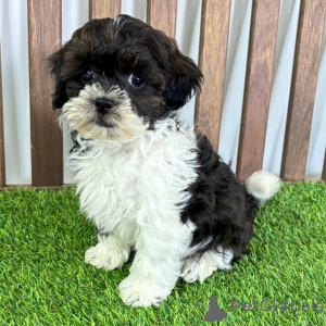 Photo №1. non-pedigree dogs - for sale in the city of Baienfurt | 282$ | Announcement № 151465