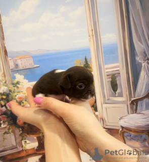 Photo №4. I will sell chihuahua in the city of St. Petersburg. private announcement - price - 781$