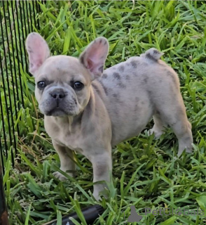 Photo №2 to announcement № 142262 for the sale of french bulldog - buy in United States private announcement