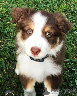 Photo №2 to announcement № 100280 for the sale of australian shepherd - buy in Hungary private announcement