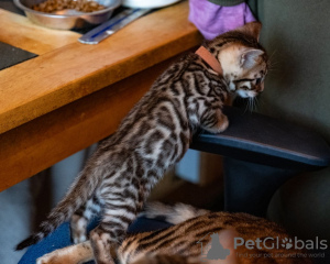 Photo №3. bengal kittens. United States