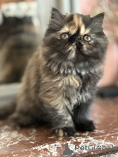 Photo №4. I will sell maine coon in the city of Brussels.  - price - Is free