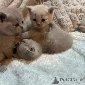 Photo №1. british shorthair - for sale in the city of bridging | 392$ | Announcement № 167257