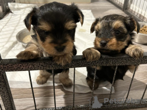 Photo №1. yorkshire terrier - for sale in the city of Pieksämäen maalaiskunta | 359$ | Announcement № 123458