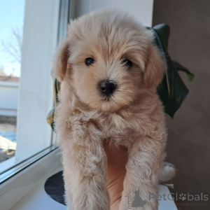 Photo №3. The dear Maltip. Belarus