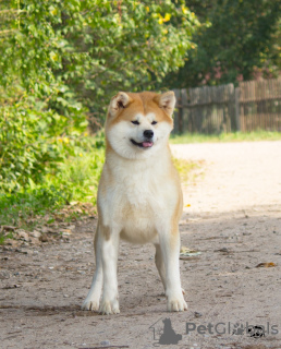 Photo №4. I will sell akita in the city of Smolensk. from nursery - price - 235$