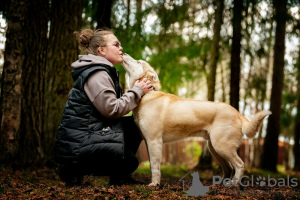 Additional photos: Handsome husky Hart is in good hands