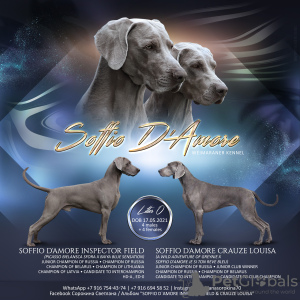 Photo №1. weimaraner - for sale in the city of Москва | 977$ | Announcement № 10794