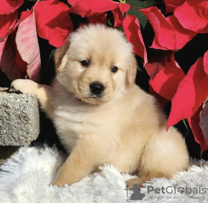 Additional photos: Golden retriever