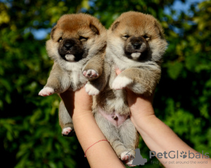Photo №1. shiba inu - for sale in the city of Minsk | negotiated | Announcement № 70303