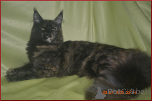 Photo №1. maine coon - for sale in the city of Volgograd | 51$ | Announcement № 146280