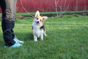 Photo №2 to announcement № 4891 for the sale of welsh corgi - buy in Belarus from nursery, breeder