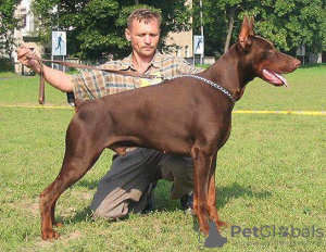 Additional photos: Dobermann puppies from kennel IMIDZ