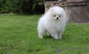 Photo №1. pomeranian - for sale in the city of Marseilles | negotiated | Announcement № 58271
