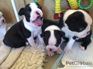 Photo №1. boston terrier - for sale in the city of Ostrava | negotiated | Announcement № 90416