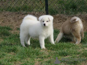 Additional photos: Japanese Akita, puppies