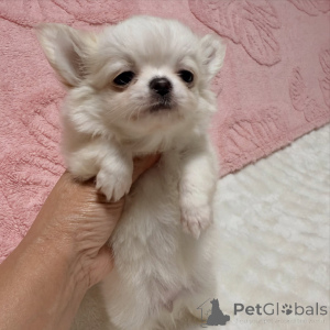 Photo №2 to announcement № 174640 for the sale of chihuahua - buy in Czech Republic breeder