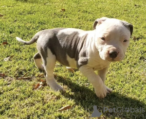 Photo №2 to announcement № 105200 for the sale of american pit bull terrier - buy in Germany breeder