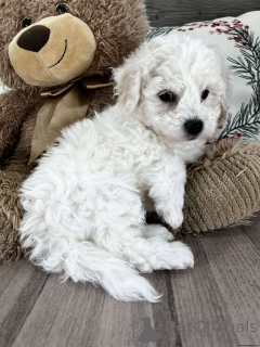 Photo №1. bichon frise - for sale in the city of Enfield | 700$ | Announcement № 136819