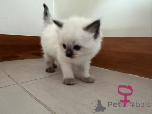 Photo №4. I will sell ragdoll in the city of Christchurch. breeder - price - 329$