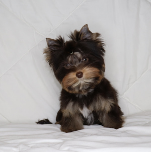 Photo №1. beaver yorkshire terrier - for sale in the city of Minsk | negotiated | Announcement № 4669