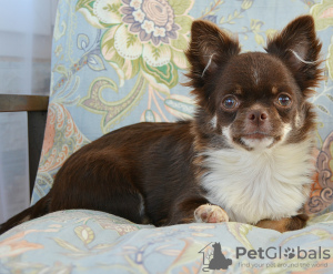 Photo №1. chihuahua - for sale in the city of Москва | negotiated | Announcement № 110794