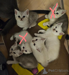 Photo №1. british shorthair - for sale in the city of Koblenz | negotiated | Announcement № 120010