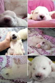 Photo №1. samoyed dog - for sale in the city of Стамбул | 300$ | Announcement № 95872