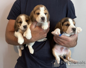 Photo №1. beagle - for sale in the city of Chicago | 400$ | Announcement № 101982